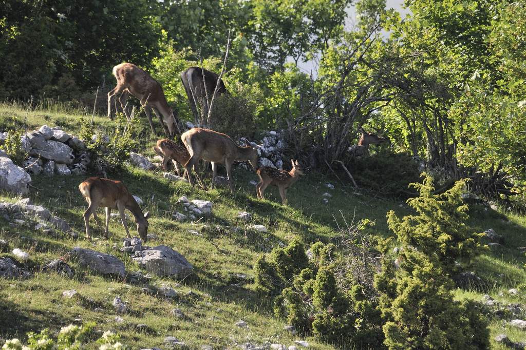 Cuccioli  (fotoracconto)